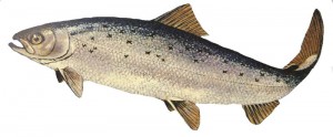 fish-salmon